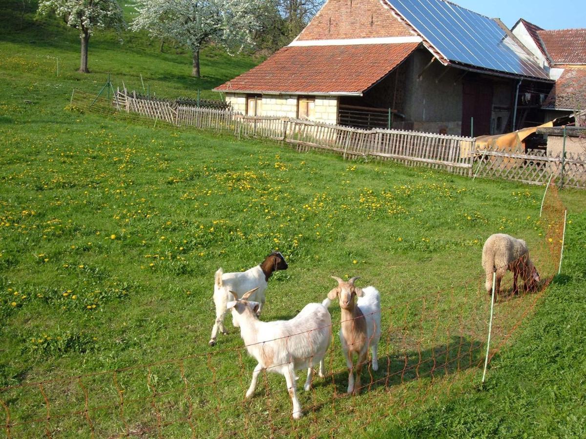 Ferienwohnungen "Allerleigruen" Langenroda Extérieur photo